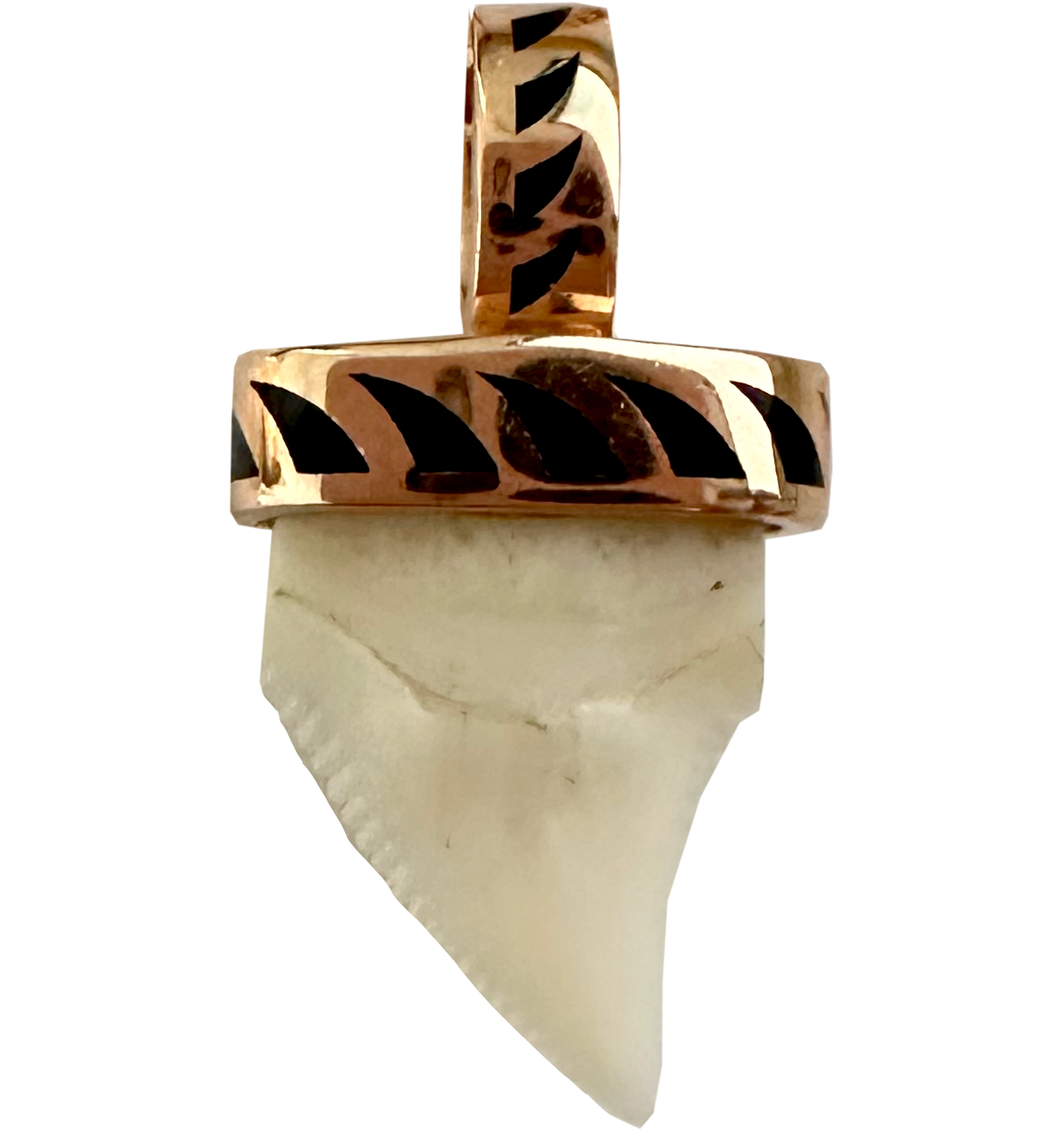 Shark Tooth With Black Enamel