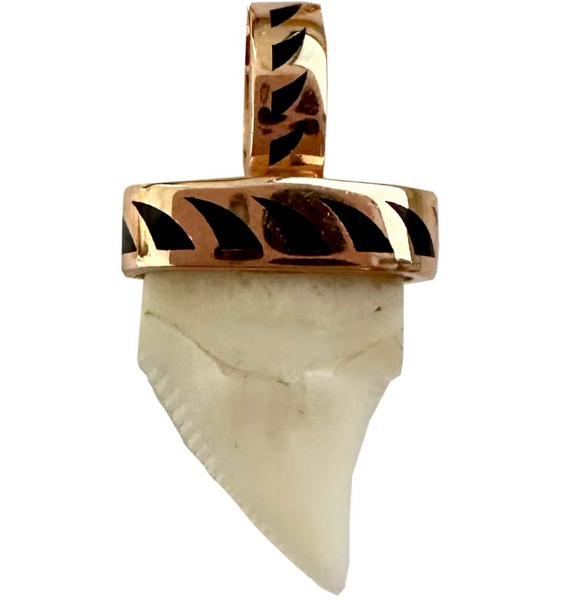 Shark Tooth With Black Enamel