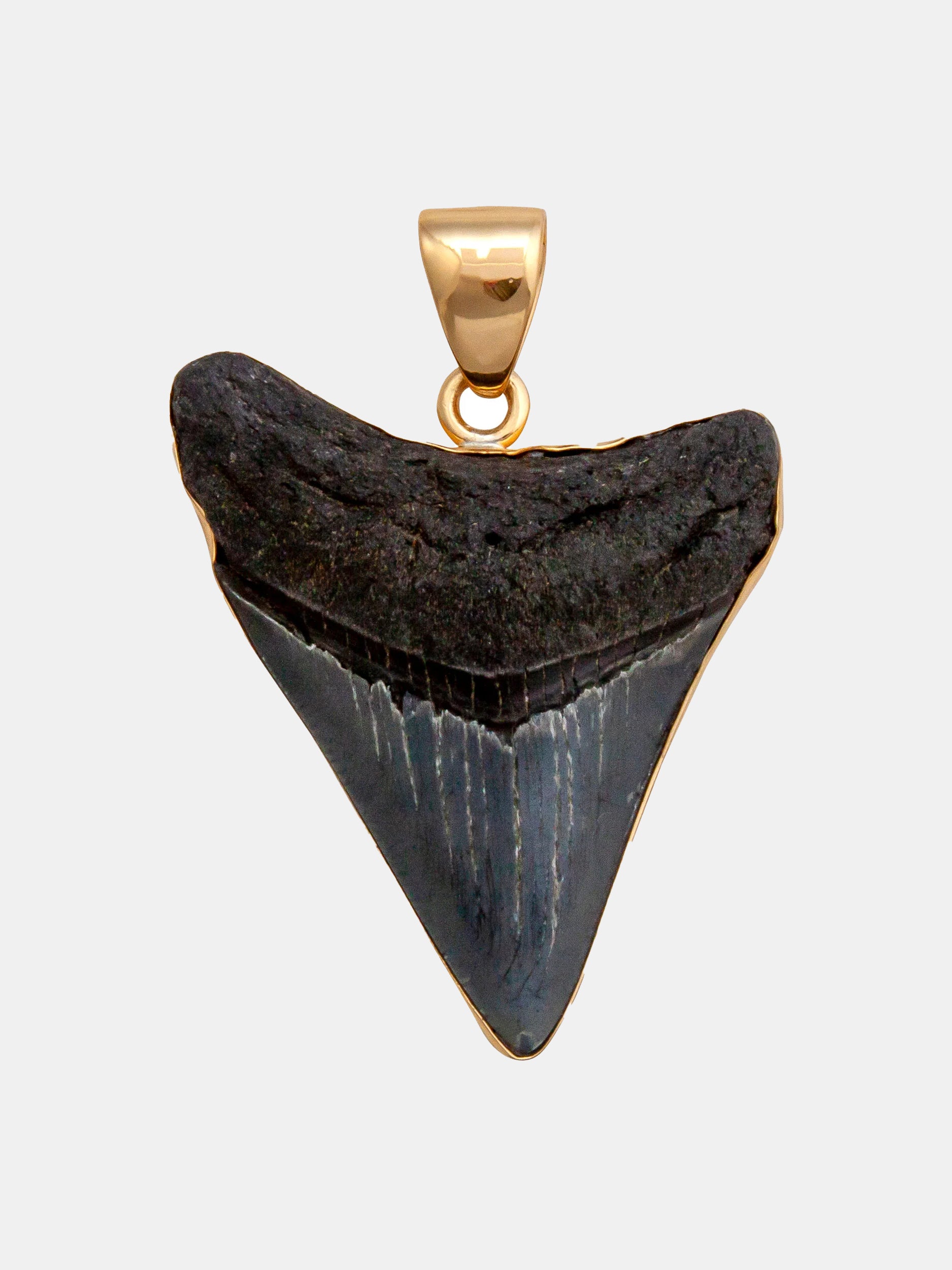 Alchemia Fossil Shark Tooth Pendant